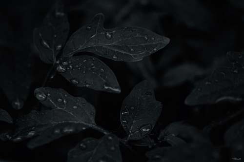 ct scan low light photo of dew drops on leaves x-ray